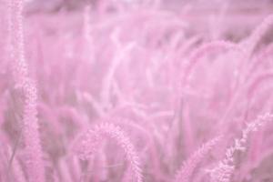 sfocato, rosa erba fiori, morbido messa a fuoco, natura sfocatura rosa sfondo. foto