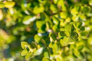 verde pianta, fresco primavera floreale verde cespuglio, verde le foglie sotto luce del sole foto