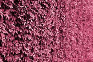 il struttura di un' lotto di fioritura verde viti a partire dal selvaggio edera quello copertina un' calcestruzzo parete Immagine tonica nel Viva magenta, colore di il anno foto