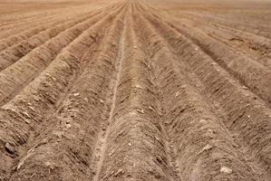 solchi nel il terra per semina nel il campo foto