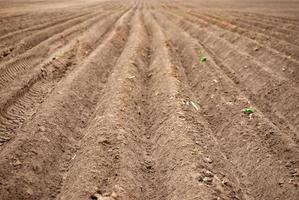 seme semina solchi nel il campo foto