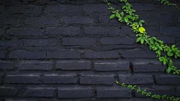 verde vite, strisciante pianta su nero mattone parete sfondo con copia spazio. le foglie su dipinto sfondo. struttura e bellezza nel natura concetto. foto