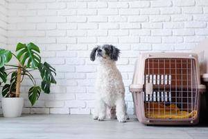 carino bichon frise cane seduta di viaggio animale domestico vettore, mattone parete sfondo foto