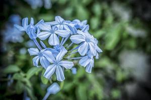 un' macro tiro di blu piombaggine auriculata fiori foto