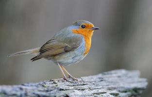 adulto europeo pettirosso - erithacus rubecula - in posa su un vecchio azione con dolce crepuscolo leggero foto