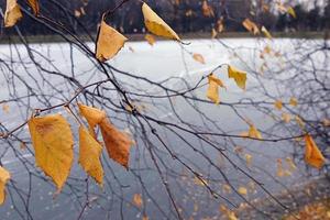 giallo autunno le foglie contro congelato parco stagno foto