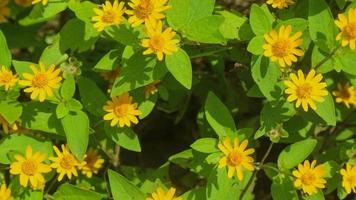 bellissimo e sbalorditivo oro medaglione fiori foto