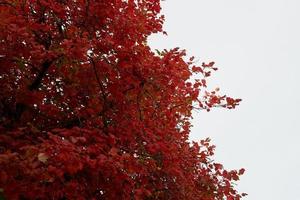 autunno foglia con bianca cielo, rosso foglia foto