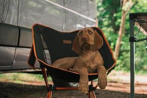 un' cane si siede Il prossimo per un' accogliente camper nel il foresta di Scozia foto