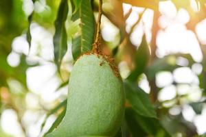 crudo Mango sospeso su albero con foglia sfondo nel estate frutta giardino frutteto - rosso formica su Mango albero foto