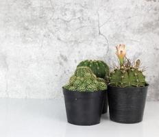 gruppo di bellissimo cactus su bianca pavimento contro cemento sfondo. aloe e altro succulente nel nero pentola foto