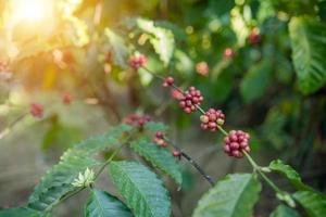 bacca robusta caffè albero nel il giardino a Mekong fiume lato nong khai Provincia Tailandia. foto