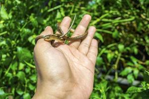 uomo Tenere un' piccolo verde serpente foto