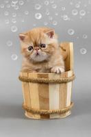 rosso esotico gattino è seduta nel un' grande di legno bagno tazza su un' grigio sfondo. divertente foto