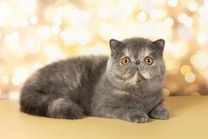 un' bellissimo esotico capelli corti gatto bugie su il colorato festivo sfondo di il studio. foto