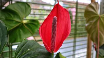 bellissimo rosso anthurium fiore fioritura molto sexy e esotico. foto