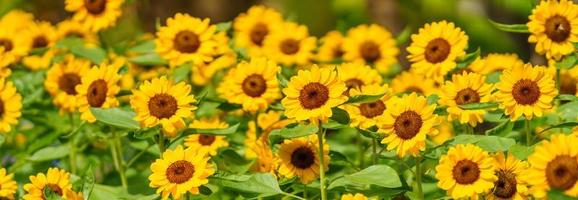 avvicinamento di giallo girasole sotto luce del sole con verde foglia natura sfondo utilizzando come sfondo naturale impianti paesaggio, ecologia sfondo copertina pagina concetto. foto