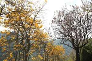 viaggio per Chiang Mai, Tailandia. il alberi con fioritura giallo fiori nel il giardino vicino per montagne. foto