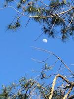 pieno Luna attraverso abete albero rami nel un presto sera ora foto