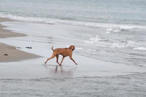 vizsla su il spiaggia foto