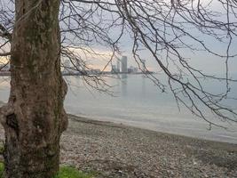 albero su il spiaggia. meridionale albero specie. solitario pianta. foto