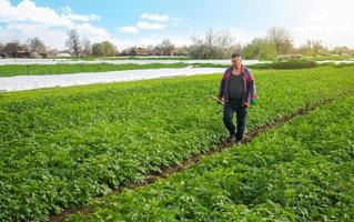 un' contadino passeggiate attraverso un' Patata piantagione campo dopo rimozione spunbond agrofibra. apertura di giovane patate impianti come esso riscalda. serra effetto per cura e protezione. indurimento di impianti foto