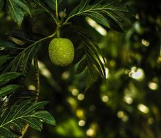 l'albero del pane . frutta su albero . isolato foto