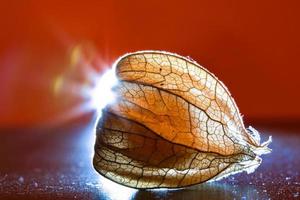 physalis illuminato. leggero raggi brillare dietro a il frutta passato il lato. vitamina c foto