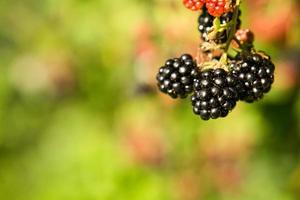 mora su cespuglio con bokeh. sfocato sfondo. vitamina ricco frutta a partire dal giardino foto