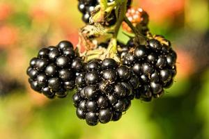 mora su cespuglio con bokeh. sfocato sfondo. vitamina ricco frutta a partire dal giardino foto