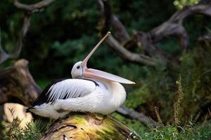 australiano pellicano - pelecanus conspicillatus con Aperto becco foto