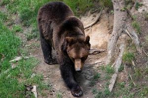 Marrone orso - ursus arctos nel il foresta foto