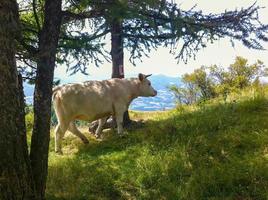 bianca mucca pascolo su montagna altezza foto