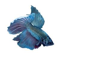blu e viola siamese combattente pesce foto