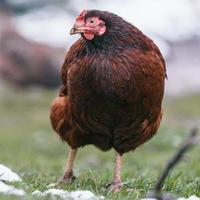 gallina su azienda agricola foto