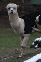 alpaca nello zoo foto