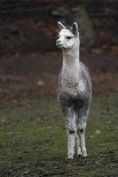 alpaca nello zoo foto