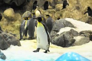 pinguino bianco e nero foto