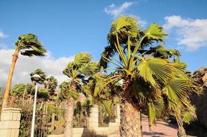 palma albero soffiaggio nel il vento foto