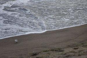 abbandonato sabbioso spiaggia foto