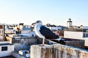 gabbiano nel Marocco foto