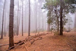 alberi nella foresta foto