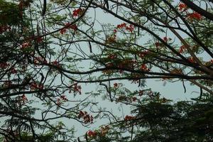 capok o capok o ceiba pentandra è un' tropicale albero appartenente per il malvales ordine e il malvaceae famiglia. foto