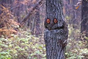 sorridente abete albero. spirito di il foresta foto