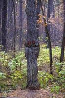 sorridente abete albero. spirito di il foresta foto