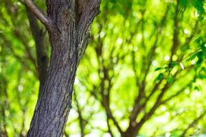 verde albero nel il foresta. bellissimo sfondo foto