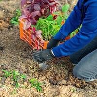 avvicinamento tiro di del giardiniere mani con un' piccolo alberello di amaranto fiore foto