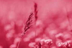 un' prato campo con fresco erba e giallo fiori. estate primavera naturale paesaggio. un' fioritura paesaggio sfondo per un' cartolina, striscione, o manifesto foto