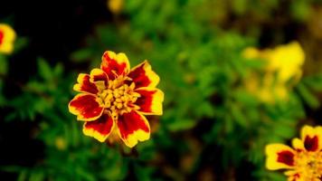 bellissimo e sorprendente calendula fiore foto