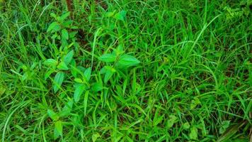 bellissimo verde le foglie come il sfondo foto